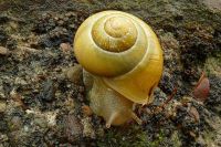 Exkursion in das Ahrtal - 21 Gartenbänderschnecke (Cepaea hortensis, reingelbe Morphe) (Bildautor: Wolfgang Ott)